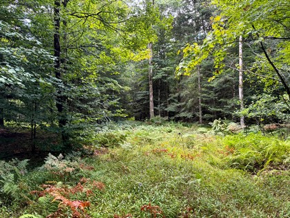 Adirondack land for sale