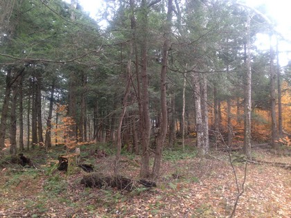 Adirondack land for sale NY