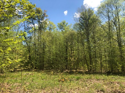 Adirondack area NY land for sale