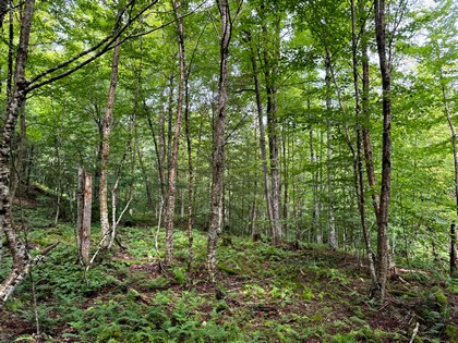 Adirondack land for sale