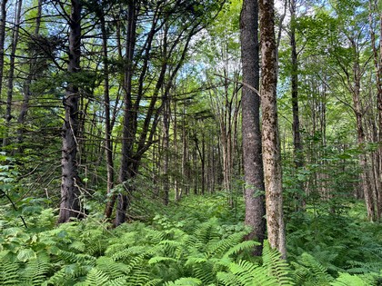 NY land and camp for sale