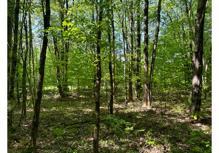 Northern NY land for sale