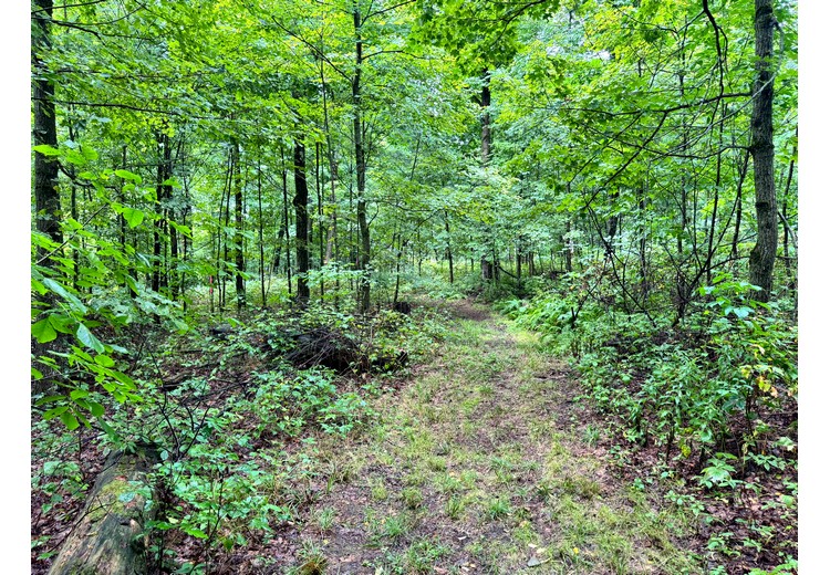 Finger Lakes NY land for sale
