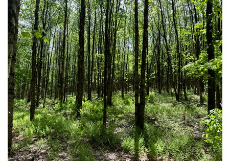 Land for sale near Oneida Lake NY