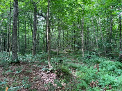 NY hunting land for sale