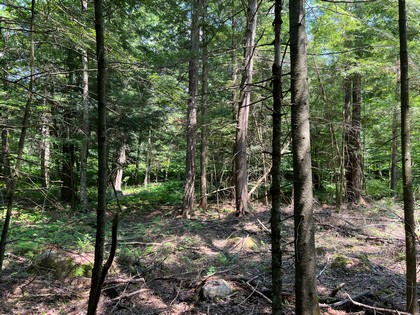 NY hunting land for sale, land and hunting camps, ny properties, christmas associates