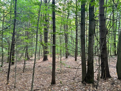 Oneida Lake Area - NY Land for Sale