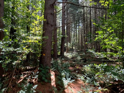 Adirondack land for sale