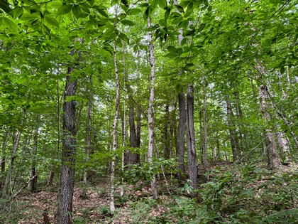 Tug Hill NY land for sale