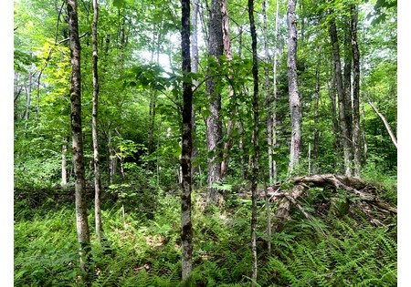 Camps for sale Williamstown NY