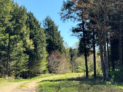 NY land and camps for sale