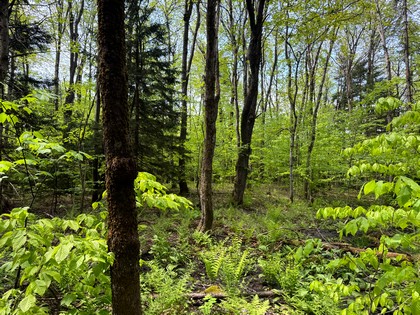 NY land and camps for sale