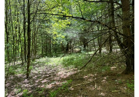 Oneida Lake NY area land for sale