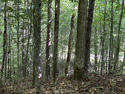 NY snowmobiling land for sale, land and snowmobile camps, ny properties, christmas associates