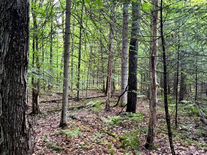 Adirondack riverfront land for sale