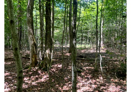 Land NY bordering state land for sale
