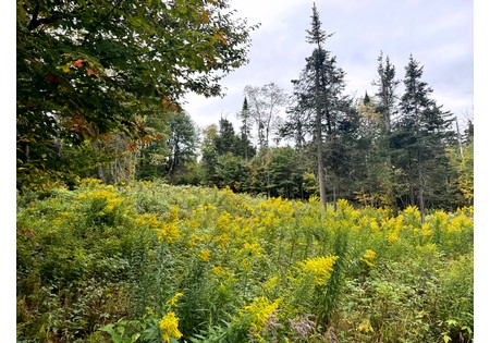 NY land for sale