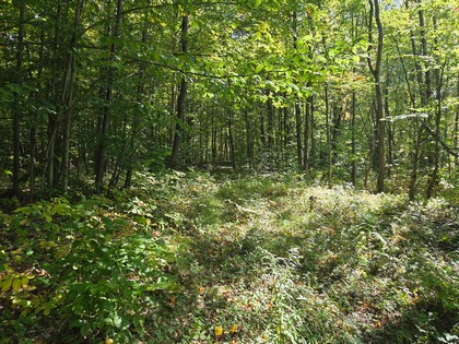 Adirondack NY land for sale, adirondacks, land and camps, ny properties, christmas associates