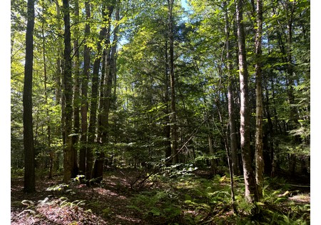 NY land for sale near Salmon River