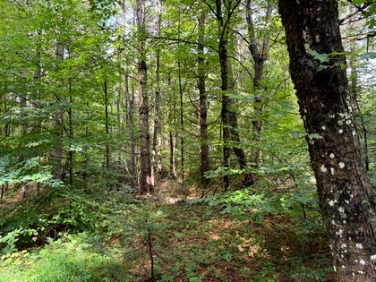 NY Adirondack land for sale
