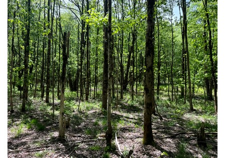 Land for sale near Oneida Lake NY