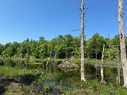 NY hunting land for sale
