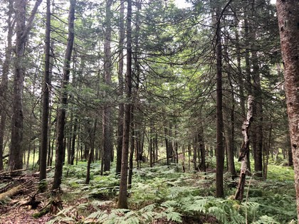 Adirondack land for sale Forestport NY