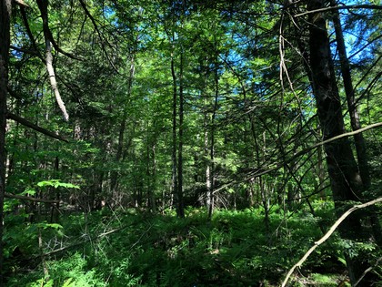 NY hunting land for sale