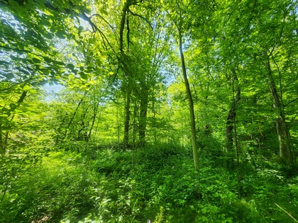 Finger Lakes NY land for sale