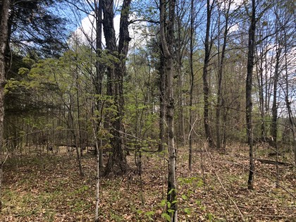 NY land for sale western Adirondacks