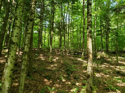 NY hunting land for sale in Redfield NY