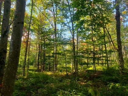 NY hunting land for sale in Lewis NY