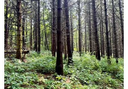 Finger Lakes NY land for sale