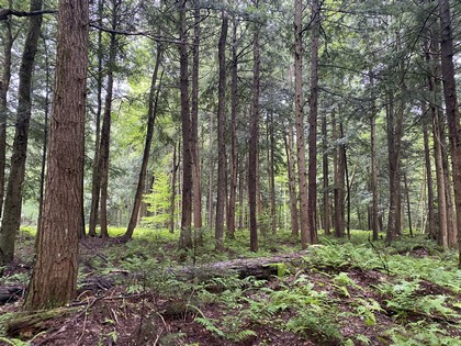Adirondack camp for sale, cabins, land and camps, ny properties, ny camps sale, Adirondack camps for sale, christmas associates