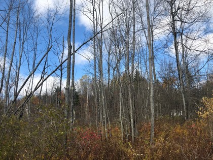 NY state forest land for sale in Pharsalia, NY