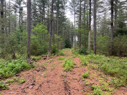 NY snowmobiling land for sale, land and snowmobile camps, ny properties, christmas associates