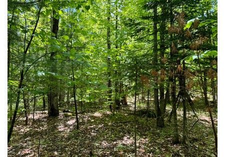 Adirondack land for sale