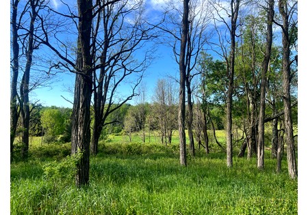NY southern tier hunting land for sale