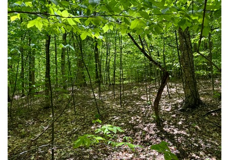 Adirondack land for sale