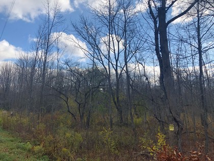 NY forest land for sale Pharsalia NY