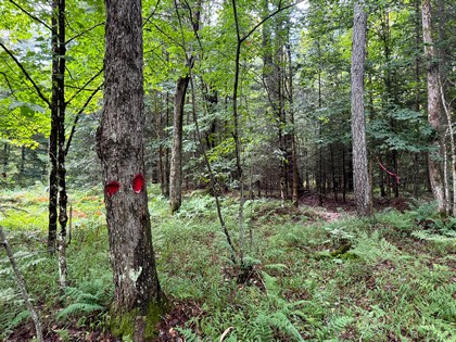 Adirondack land and waterfront for sale