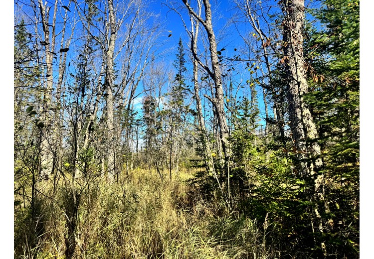 Tug Hill NY land for sale