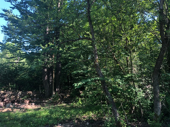 ny hunting land for sale in williamstown ny