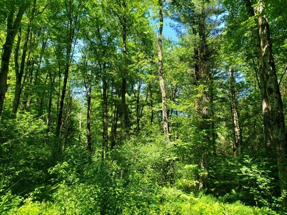 NY land for sale in Williamstown NY