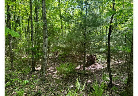 Northern NY land for sale