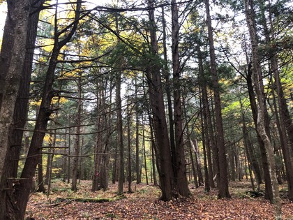 NY land for sale borders Mad River state forest