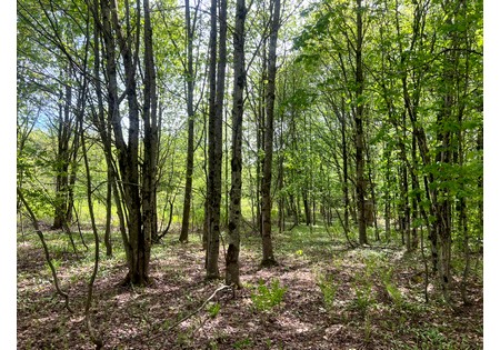 Land for sale NY
