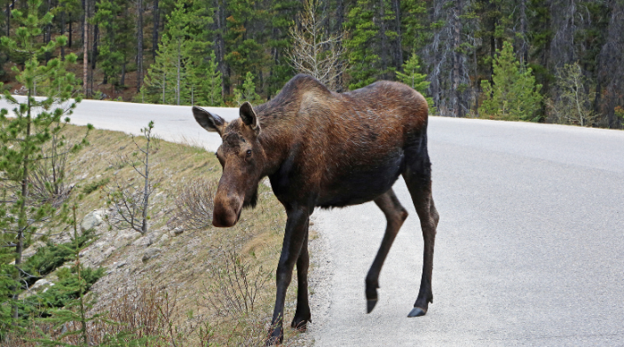 moose on the loose in ny state land and camps