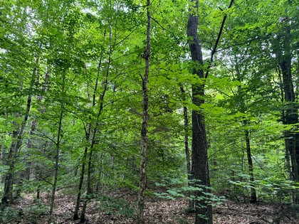 Tug Hill NY land for sale