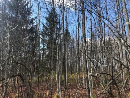 NY state forest land for sale in Pharsalia, NY